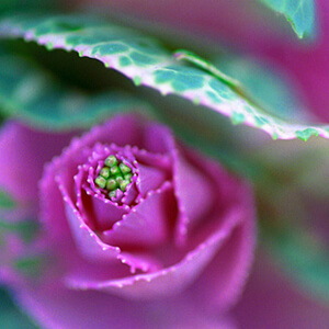 Flowering Kale - Crane Pink
