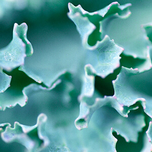 Flowering Kale - Kamome Pink