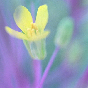Flowering Kale - Coral Queen