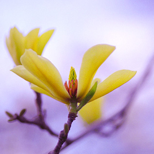 Magnolia in bloom