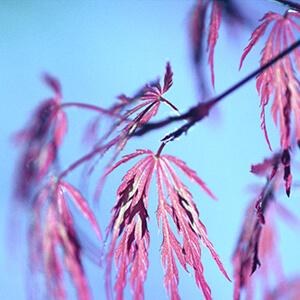 Japanese Maple