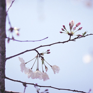 Yoshino Cherry