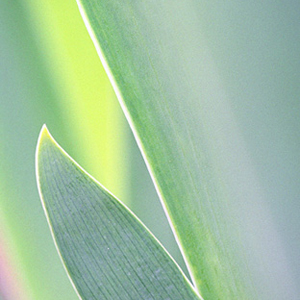 Iris - Foliage