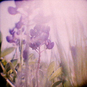 Bluebonnet Dreams