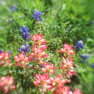 Texas Wildflowers