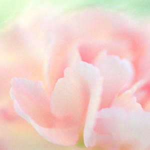 Silky Soft