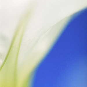 Morning Glory