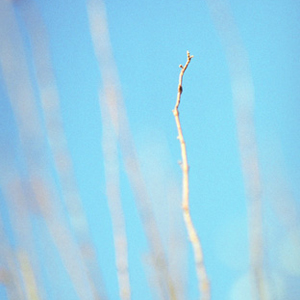 Falling into Winter I
