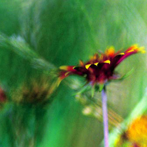 Indian Blanket