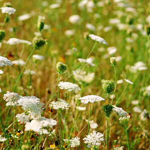 In the field
