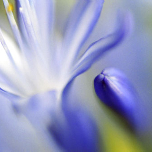 ***