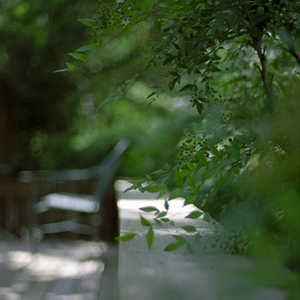 In the garden