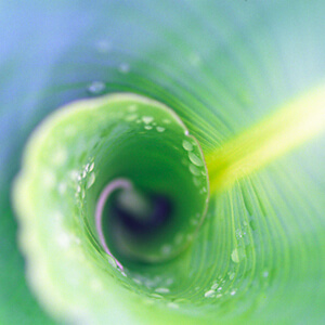 Verdure #9