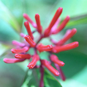 In bud
