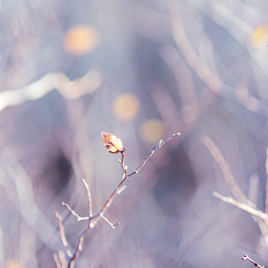 Autumn Radiance