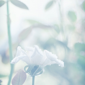 In the garden...