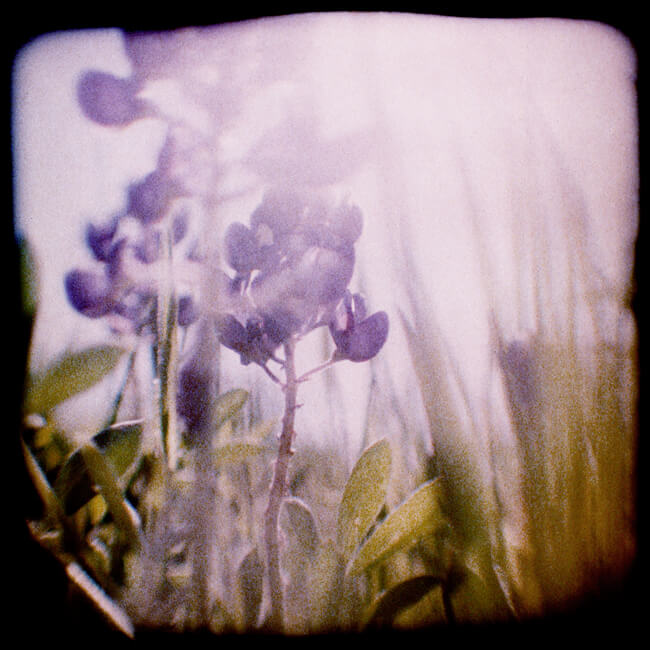 Bluebonnet Dreams Bluebonnet Dreams