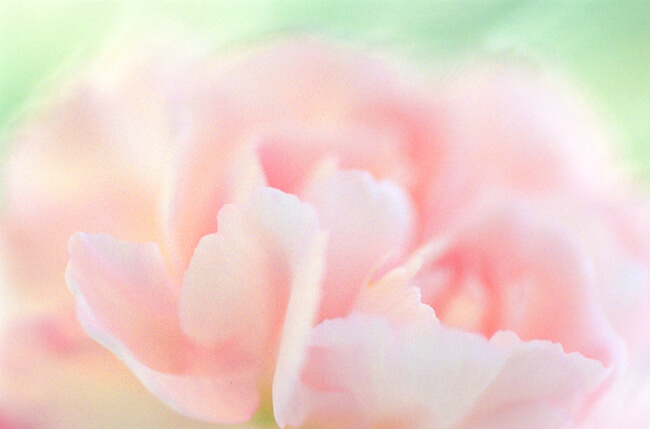 Silky Soft