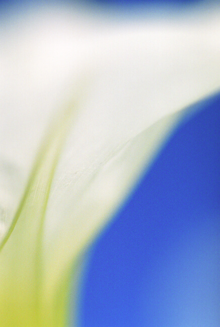Morning Glory Morning Glory