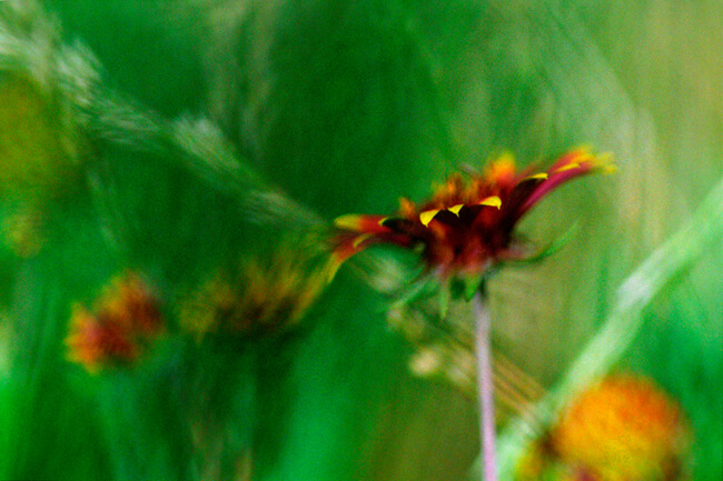 Indian Blanket