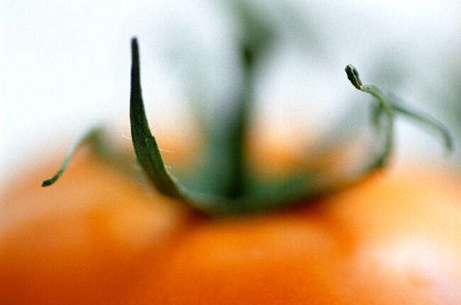 Tomato World Tomato World
