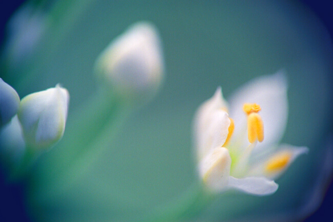 *** (blooming prairie onion)