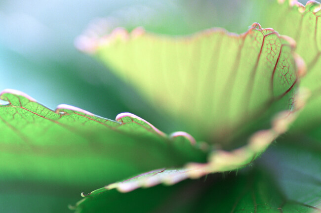 Verdure #7