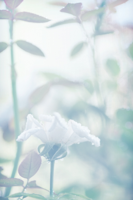 In the garden...