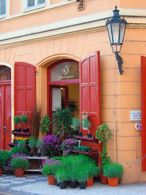 Flower Shop Flower Shop