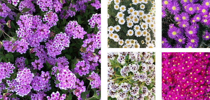 Florescence