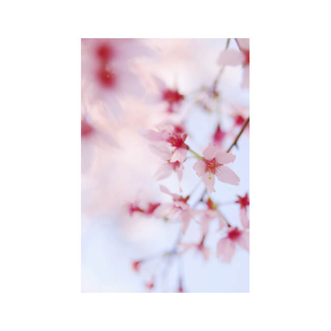 Blossom