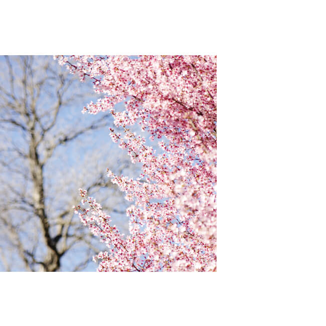 Springtime