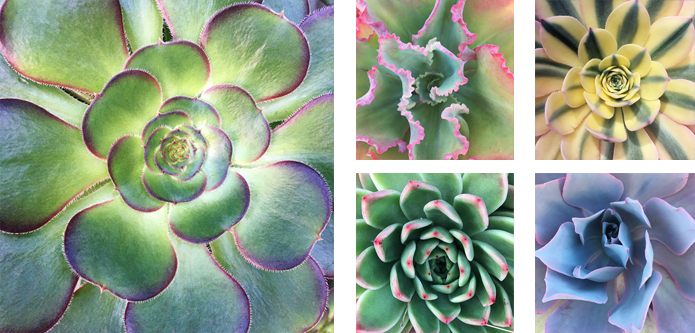Rosette Exhibition